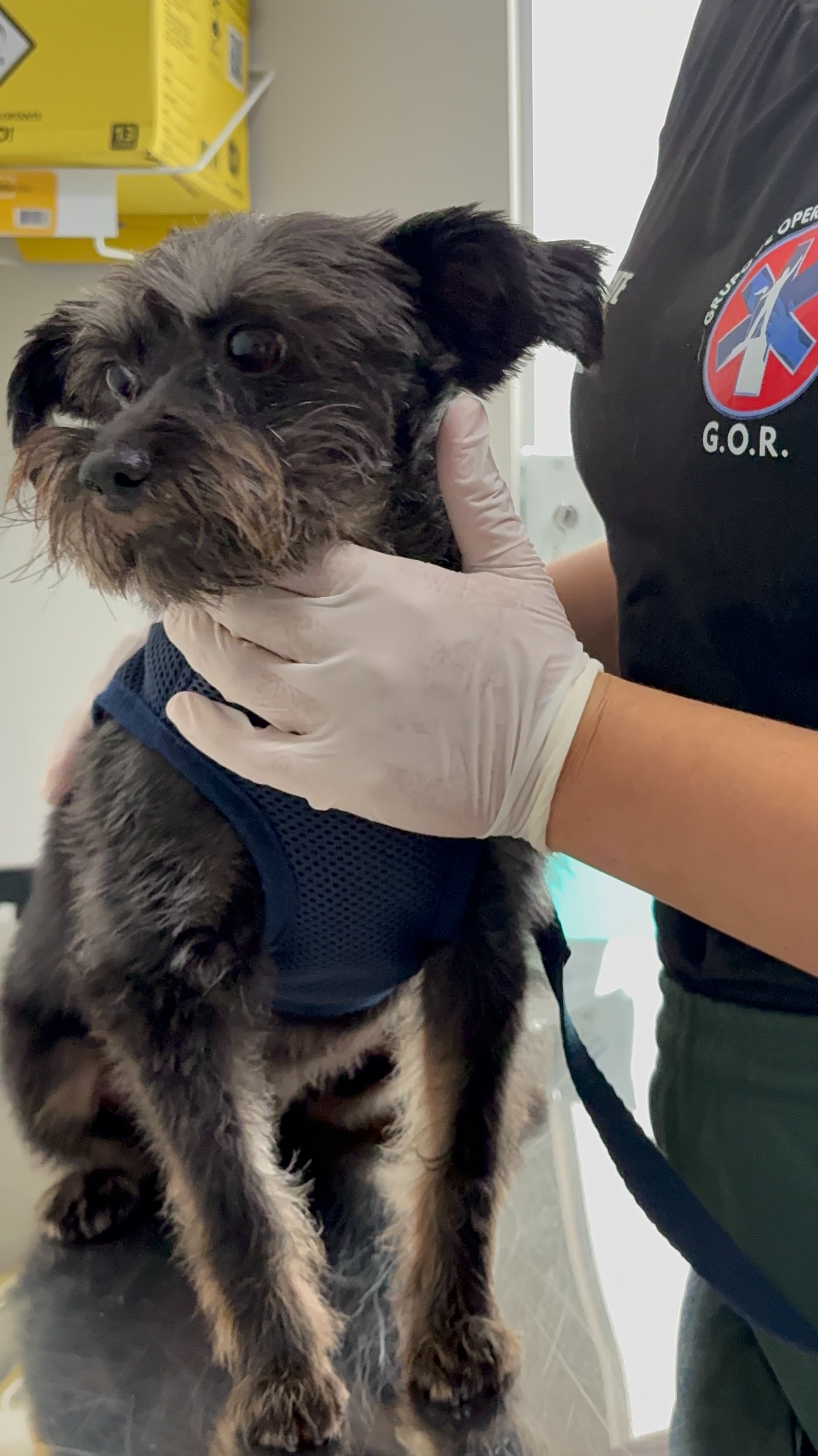 Casa Pet abre agendamentos para consultas veterinárias e prepara campanha de vacinação em Balneário Piçarras